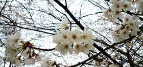 桜、お花見特集